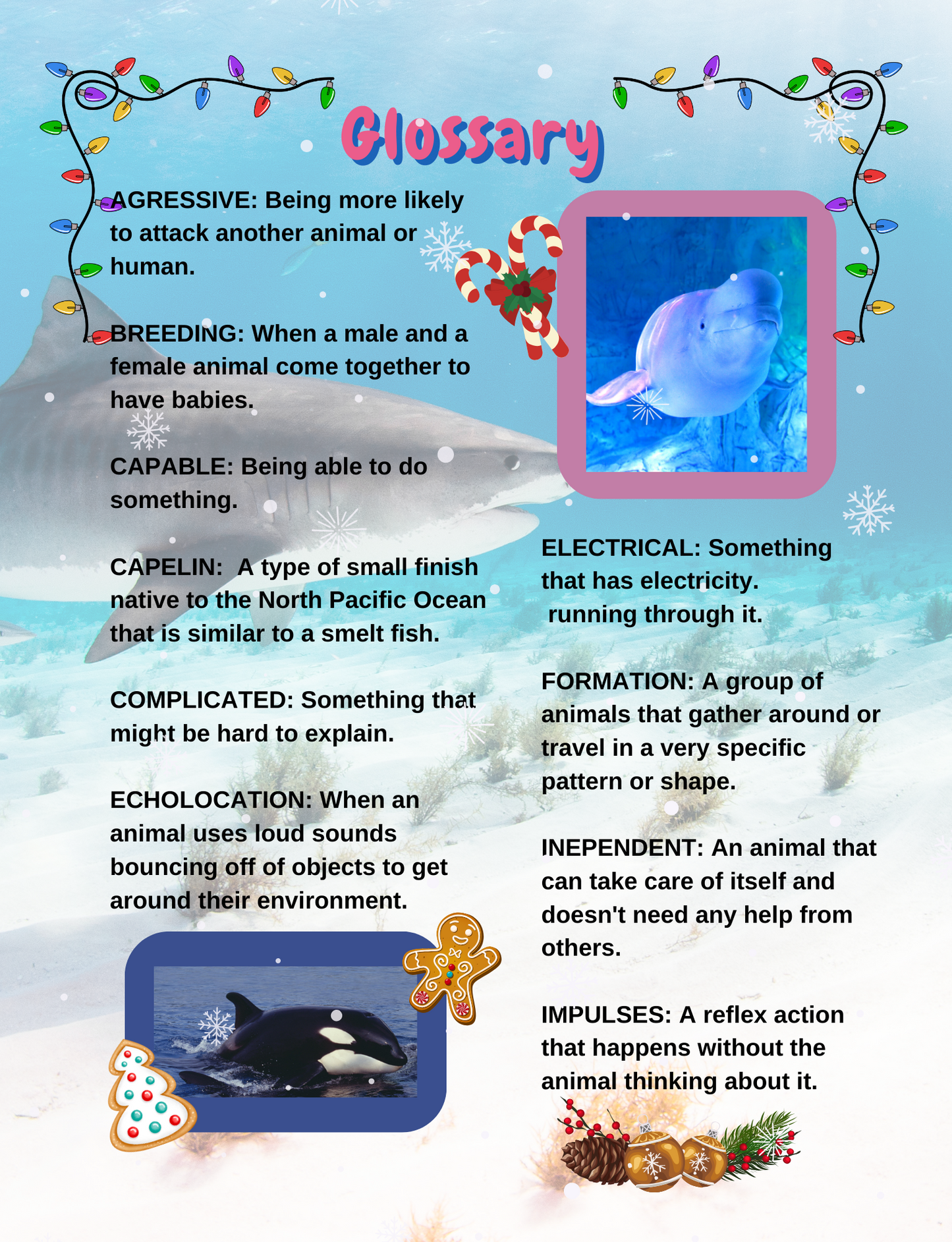 Our Bold Kingdom of Ocean Animals Holiday Special Edition